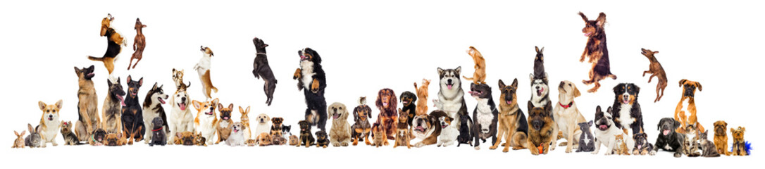 Wall Mural - set, group of pets