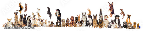 set, group of pets © Happy monkey