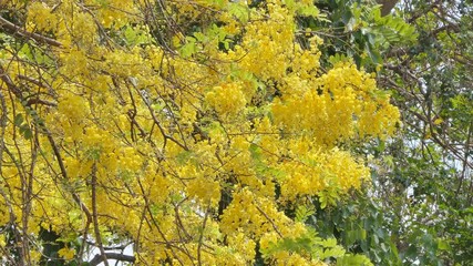 Wall Mural - Golden Shower Tree (Cassia fistula) blooming in summer. 