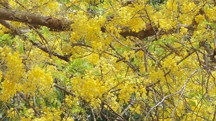 Wall Mural - Dolly shot of Golden Shower Tree (Cassia fistula) blooming in summer. 