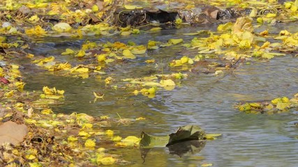 Wall Mural - Yellow flower of Golden Shower Tree (Cassia fistula) falling on creek in summer.