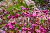 Fototapeta Lawenda - pink flowers in the garden