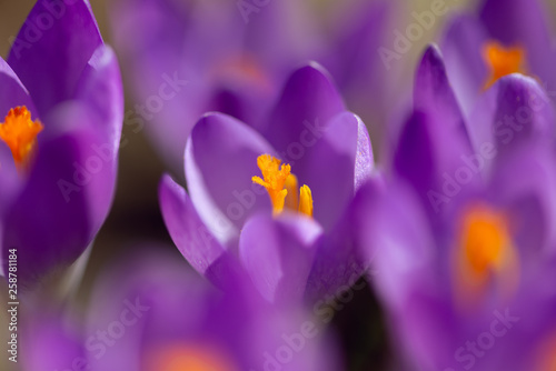 Dekoracja na wymiar  fioletowe-krokusy-kwitna-wiosna