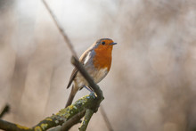 Robin Red Breast Perched