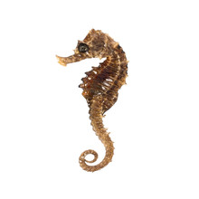 Closeup Of A Sea Horse Swimming On A White Background