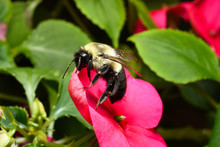 Bumble Bee On A Red Begonia Flower 2