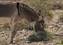 Donkey Eating Desert Brush In Mojave. 
