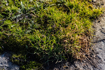 first spring grass on the rocks