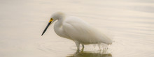 A Beautiful Snowy Egret Wading In Shallow Water On A White Background. 