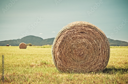 Cuadros en Lienzo Round bales of hay in the summer field