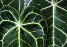 Xanthosoma Leaves Closeup