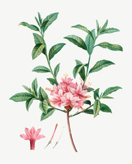 Wall Mural - Blooming Azalea