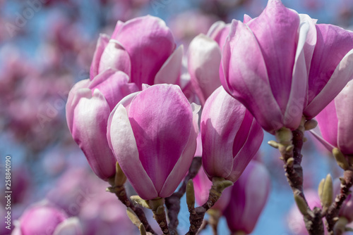Dekoracja na wymiar  magnolia-kwitnie-wiosna
