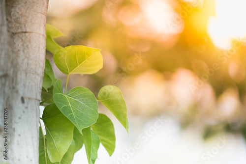 Closeup Nature View Of Green Leaf On Blurred Greenery And