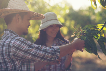 Farmers are checking mango quality, young smart famers concept