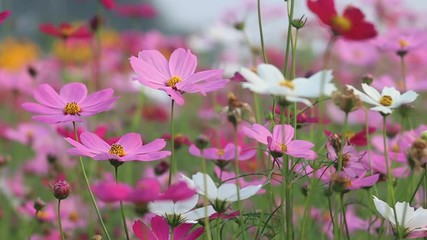 Wall Mural - Beautiful Cosmos field