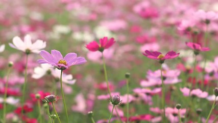 Wall Mural - Beautiful Cosmos field
