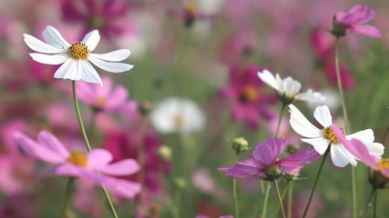 Wall Mural - Beautiful Cosmos field