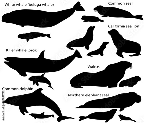 Fotografía Collection of silhouettes of marine mammals and its cubs: california sea lion, c