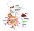 The human digestive system. Anatomical structure. Digestion of carbohydrates, fats and proteins. Enzymes of the gastrointestinal tract, pancreas, liver, gallbladder. Metabolism. Infographics. Vector.