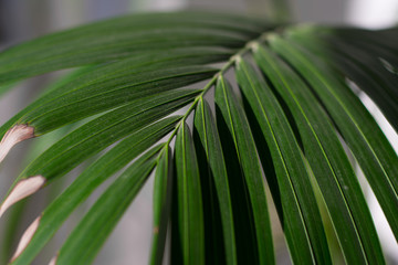 Fern closeup