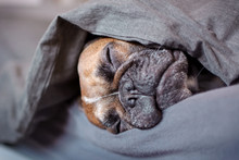 Cute Brown French Bulldog Dog Sleeping Covered Under A Grey Blanket In Human Bed