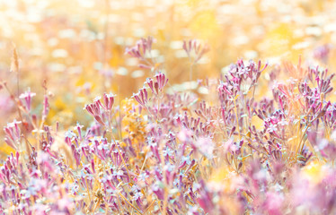 Wall Mural - Field of a pink wildflowers