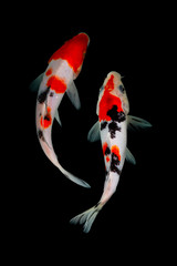 Wall Mural - Koi fish black background