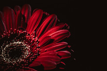 Beautiful Delightful Attractive Red Gerbera Flower Is Surrounded By Darkness On A Black Background At Dusk, There Is Free Space For Placing Text, The Image Is Suitable For Greeting Cards