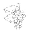 Grapes Single line drawing.
