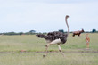 © JoseAntonio - Ostrich running in Massai Mara