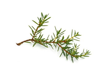 Wall Mural - Juniper twig isolated on white background.