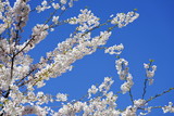 Fototapeta Nowy Jork - Beautiful cherry blossoms against blue sky in spring season at University of Washington, Seattle, Washington state, USA