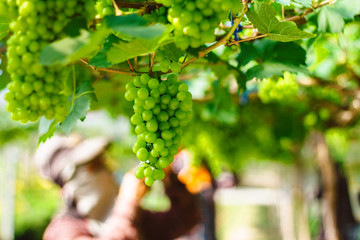 White wine grapes in vineyard. 