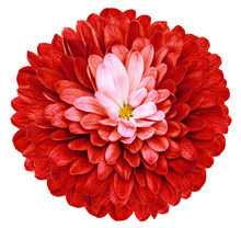 Red Flower  Chrysanthemum On White Isolated Background With Clipping Path  No Shadows. Closeup.  Nature.