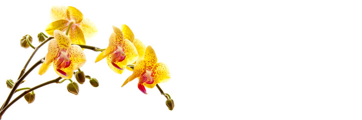 Wall Mural - yellow phalaenosis orchid stem isolated on panoramic white background