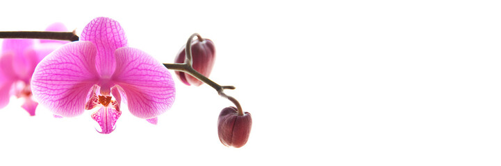 Wall Mural - pink phalaenosis orchid stem isolated on panoramic white background