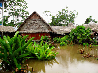 Wall Mural - Amazon river, Peru, South America, Selva, Jungle