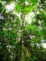 Canvas Print - Amazon river, Peru, South America, Selva, Jungle