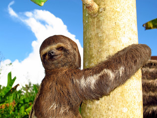 Wall Mural - Sloth, Amazon river, Peru, South America, Selva, Jungle