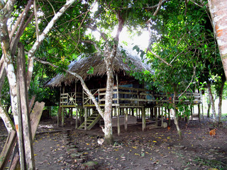 Wall Mural - Amazon, Peru, South America, Selva, Jungle