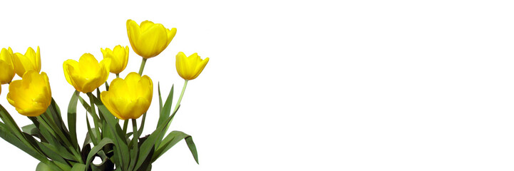 Wall Mural - bunch of yellow tulips isolated on white panoramic background with copy space