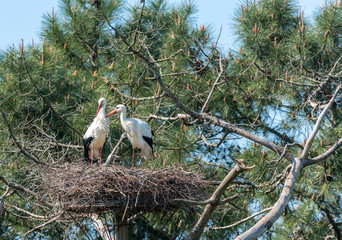 BASSIN D'ARCACHON (France), parc ornithologique du Teich, cigognes