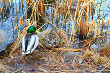 A Pair Of Ducks On The Lake Shore In The Grass