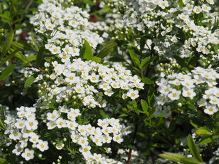 Wall Mural - Spiraea cinerea 'Grefsheim' (syn. Spiraea arguta) - spirea 