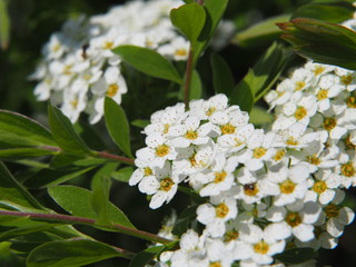 Wall Mural - Spiraea cinerea 'Grefsheim' (syn. Spiraea arguta) - spirea 