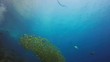 Idyllische Unterwasserwelt mit diversen Fischen und Schwarmbewegungen