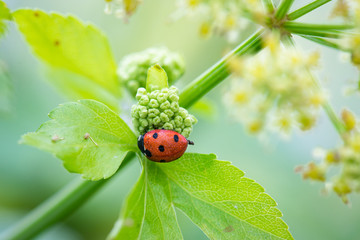 Wall Mural - ladybug on green leaf