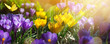 Spring flowers On Field - Abstract Spring Landscape