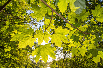 Sonne scheint durch grüne Ahornblätter in lichtem Laubwald